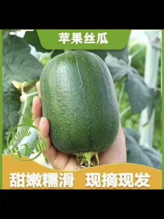 苹果丝瓜新鲜肉丝瓜短棒肉丝瓜当季蔬菜现摘现发5包邮#苹果丝#丝瓜#短棒肉丝瓜