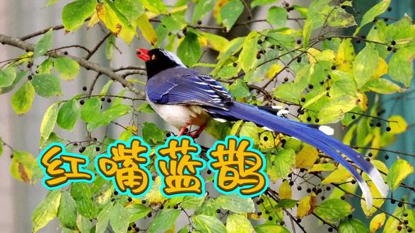 疑似红嘴蓝鹊,鸦类,国家二级保护动物,首次见到!