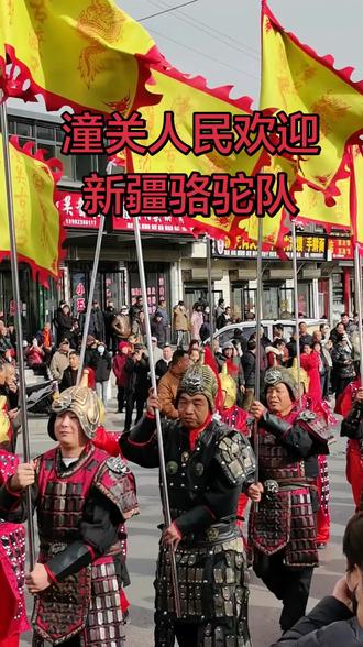 潼关人民欢迎新疆骆驼队#场面壮观