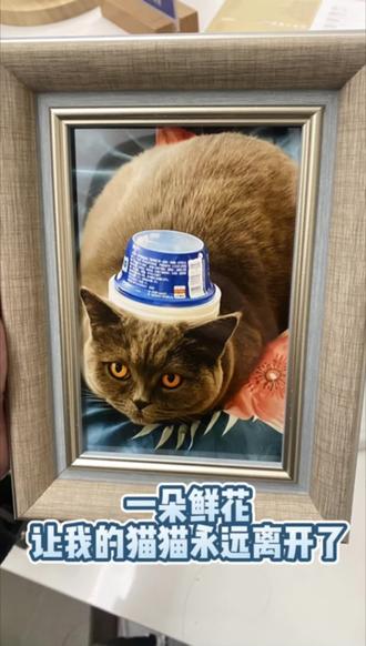 确保家中的猫咪安全,避免它们误食或接触到有毒植物,可以采取以下措施:
📌选择安全植物:在购买植物之前,先进行研究,确保所选植物对猫咪无害。有很多美丽的植物是安全的,比如非洲紫罗兰、猫薄荷等。
📌放置位置:将可能对猫咪有害的植物放在高处或者猫咪无法到达的地方。使用悬挂花盆也是一个好方法。
📌设置隔离区:如果您有花园或阳台,可以考虑设立一个专门的区域来种植可能对猫咪有害的植物,并确保猫咪不能进入该区域。
📌教育家人:确保家里的每个人都了解哪些植物对猫咪有害,以及为什么需要将这些植物放在猫咪接触不到的地方。
监督玩耍:当猫咪在户外活动时,尽量陪同,避免它们接触到可能有毒的植物。
📌提供替代品:为猫咪提供一些安全的植物作为咀嚼和玩耍的对象,比如特制的猫草(小麦草或燕麦草),这样可以减少它们对其他植物的兴趣。
📌使用屏障或障碍物:对于无法移动的大型植物,可以考虑使用物理屏障,如围栏或网罩,来阻止猫咪接近。
📌训练猫咪:通过正面强化的方法训练猫咪远离特定的植物。例如,每当猫咪远离这些植物时给予奖励。
#岳阳 #岳阳宠物殡葬 #岳阳宠物火化 #岳阳宠物 #猫咪冷知识