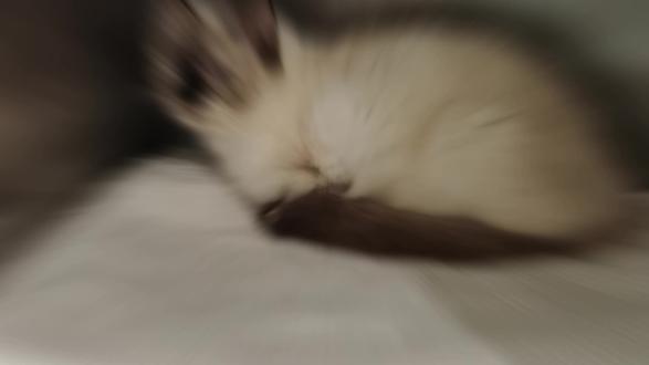 一点关于合香珠的小知识分享 #古法合香 #合香小知识 #香文化 #盘香