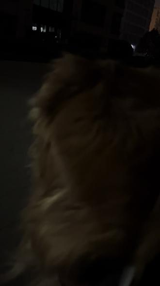 #早上好!暖心问候最在乎的人 清晨5点20分,外面寒风凛冽,此时12岁的元宝已经照例给所有的小姐姐们送出一天最真诚的祝福,有一种爱就是不管你收到没收到,我在这里每天都会默默的祝福你,开心快乐幸福#日常生活