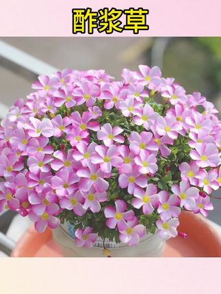 #酢浆草多年生种球 #好养易爆球花卉 #阳台庭院球根花 酢浆草种球多年生球根花卉 好养易爆球多花 阳台庭院#多花酢浆草种球 #新手易养球根花卉