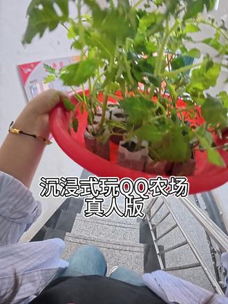 沉浸式玩真人版QQ农场 #QQ农场 #沉浸式 #纯新手