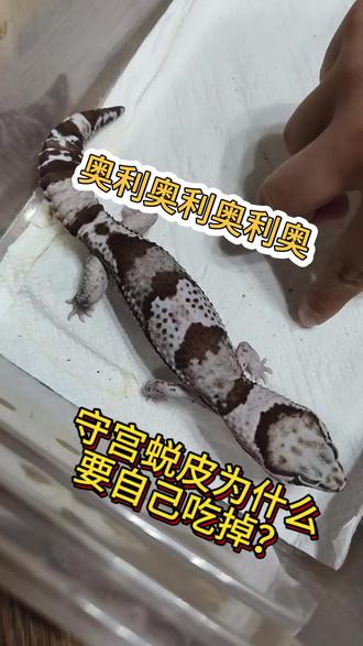 养了一年多的肥尾守宫,没有看过他一次完整的蜕皮过程😂估计都是在半夜吧,好想要一副白手套啊~
#守宫 #守宫蜕皮 #肥尾守宫 #爬行动物 #两爬