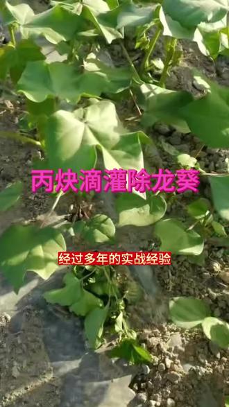 丙炔滴灌除龙葵 亩成本控制在一块二到两块三之间,小黄车下单,全疆包邮假一赔十#芳华农资