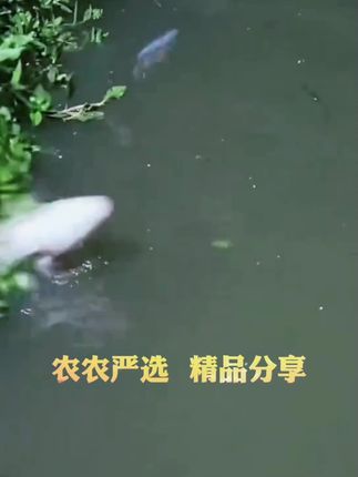 #七星漂线组 #七星漂双钩线组 #七星漂传统钓 #农农严选 #钓鱼的乐趣只有钓鱼人懂 @DOU+小助手