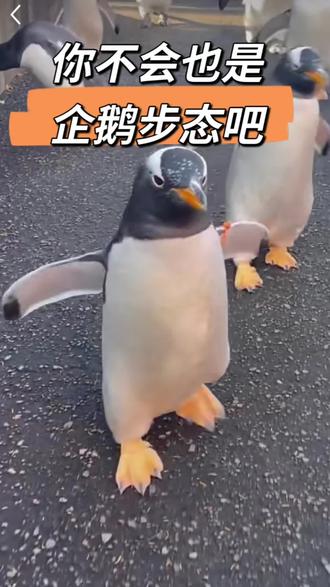 #真实生活分享计划 臀中肌罢工,走路秒变企鹅步!#体态纠正 #塑型 #居家锻炼 #苏州上门私教