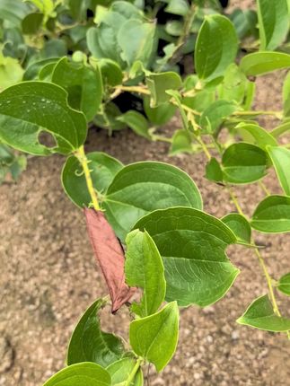 #草本植物 #特色农产品 #分享生活小技巧 #新鲜农产品