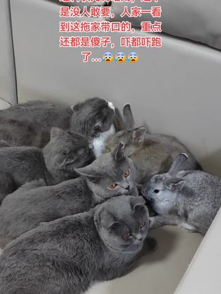 都怪你们,害我找不到姥爷…😰😰😰#猫咪 #蓝猫