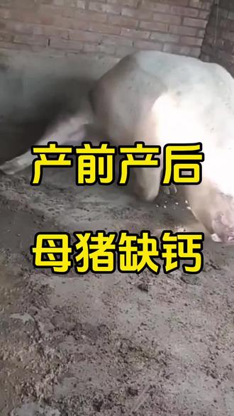 母猪缺钙要注意 #母猪养殖技术 #母猪产前产后瘫痪 #二元母猪
