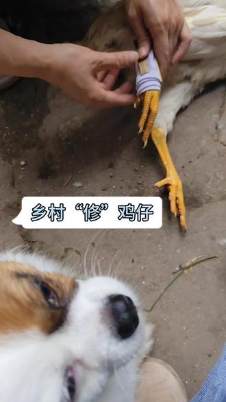 小花回老家一起“修”小鸡仔的一天(我爸说它还要偷偷吃鸡屎,果然狗改不了吃屎啊)😂😂#狗狗