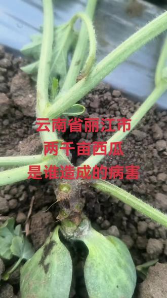 种植十几年西瓜从来没有遇到过这么严重的问题,这是云南省丽江市种植户今天发来的图片和视频,两千多亩地种植的小拱棚嫁接西瓜,发生蔓枯病非常严重,最主要的原因就是育苗场培育的瓜苗由于管理不当,湿度过大,通风不良,没有提前用好药物防治,有些瓜苗当时看不出病害,但是已经带病定植,定植后浇水扣膜湿度再大,病菌就迅速感染并相互传播,由外到内继续腐烂,如果育苗场做好有效的预防和治疗就不会扩展病情,所以孙老师特效配方组合药物、不仅仅能够防治病害、促根壮苗,还能让瓜苗缓苗快,长势更健壮,防治各种病害发生,现在按照孙老师提供的特效配方药物治疗五天左右即可痊愈,不然即便当时治疗见效,后期也会容易复发,治标要治本才能达到最好的防护。孙老师通过几十年的实践经验为全国各地客户解决了疑难问题,做良心商家,绝不让客户花冤枉钱,贻误病情,再受伤害!#西瓜种植技术