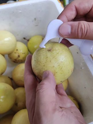 黄金百香果 #水果 #甜蜜多汁 #果肉饱满#百香果#好吃