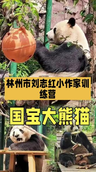 叫猫不是猫,眼被黑圈包,爱吃绿竹子,珍贵又稀少。可爱的国宝大熊猫憨态可掬,模样呆萌又招人喜欢,吃竹子的样子更是趣味满满,珍惜守护我们的国宝,守护大自然的美好🌿#国宝大熊猫 #小学生优秀作文 #三年级作文 #林州小学生作文 #动物作文
