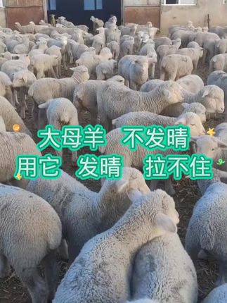 #养羊#养羊人#养羊知识