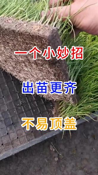 一个小妙招,出苗更齐、不易顶盖 #传播农业知识传播正能量 #每天分享农业种植小知识 #每天分享种植农业小知识 #分享农业知识传播正能量