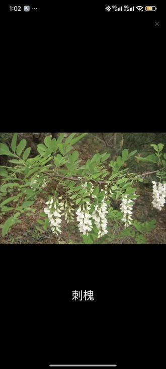 #日常分享 野菜科普之刺槐