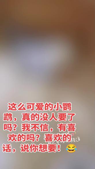 #手养牡丹鹦鹉 #紫伊莎牡丹鹦鹉 #松石伊莎牡丹鹦鹉 这么可爱的小鹦鹉真的没人喜欢了吗?😂