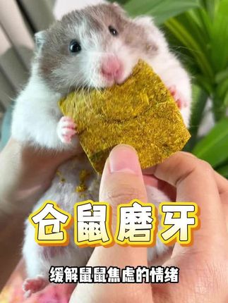 磨牙塔塔碗#养鼠日常分享 #金丝熊 #仓鼠 #仓鼠磨牙 #仓鼠磨牙零食