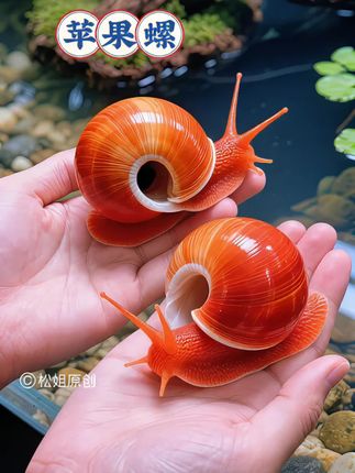#苹果螺#观赏螺 #养鱼日记 #水族 #鱼缸里的大自然