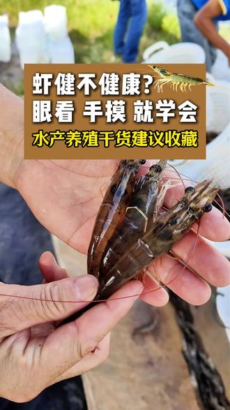 虾健不健康?眼看、 手摸 、就学会 #水产养殖 #三农 #南美白对虾 #养虾干货