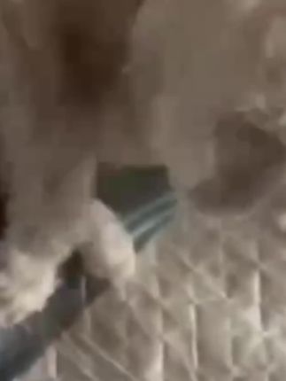 灭跳蚤药母婴家用床上室内衣物杀跳蚤宠物猫狗窝除跳蚤克星杀虫剂#跳蚤杀虫剂#养宠物必备