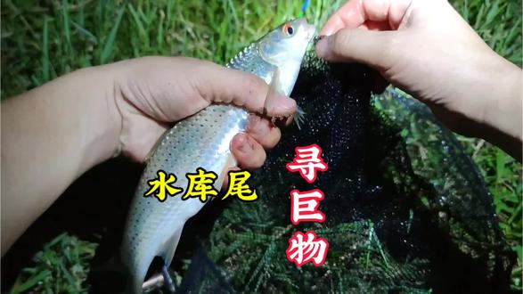 探钓钓水库尾,有没有惊喜#钓鱼 #钓鱼的乐趣只有钓鱼人懂 #水库野钓