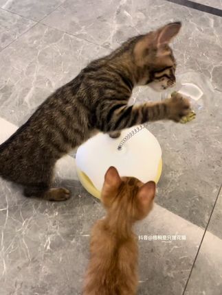 #逗猫神器 #猫玩具 #养猫 #新手养猫 #养猫人