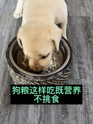 狗粮这样吃既营养不挑食#养狗经验分享 #新手养狗 #狗狗挑食 #幼犬 #萌宠日常记录