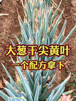 大葱干尖黄叶不用急,它来帮你解难题 #韭葱蒜干尖灵#干尖黄叶#大葱