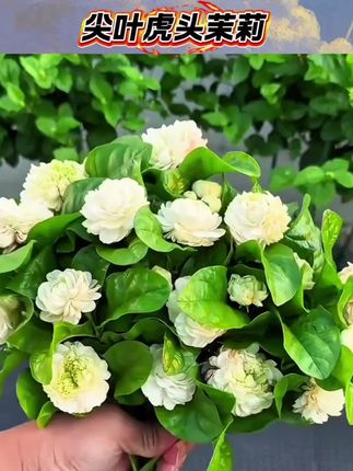 虎头茉莉 观花植物 浓香大型重瓣茉莉 阳台#茉莉花 #虎头茉莉 #重瓣茉莉花 #茉莉花种植 #阳台种植