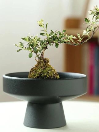 #中式摆件 #苔藓花盆 #陶瓷托盘 #桌面装饰 #水培植物 苔藓球花盆陶瓷托盘中式桌面摆件米竹香水石斛胧月剑山插花水培盆