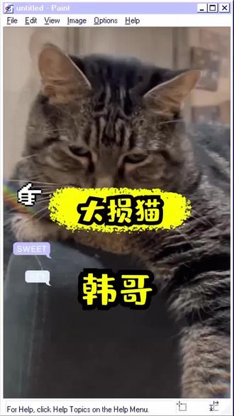 这样的猫你家里的猫会讲话吗?这个谁家都想养。