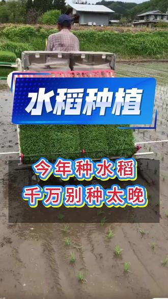 水稻千万别种太晚#水稻种植#水稻施肥#三农#农业种植#病虫害防治