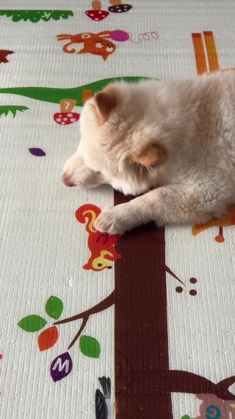 土松真的很牛 是刻在基因里的 (因为不准他吃地上的东西,才喜欢放手心喂)
#养狗的乐趣 #土松 #中华田园犬 #馋狗
