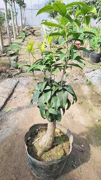 桂花该如何修剪,你学会了吗?#流苏嫁接桂花#修剪桂花 #修剪技术