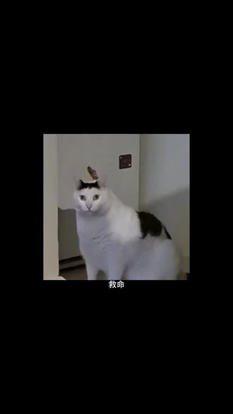 搜题酱刷课全流程
#网课 #大学网课 #学习通网课 #大学生#期末网课