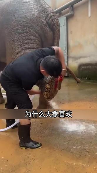 为什么大象喜欢被清洁脚部? #涨知识