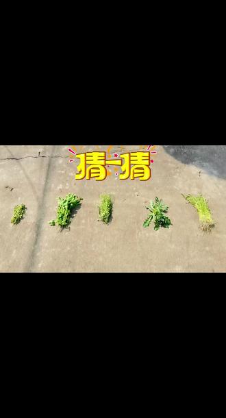 猜一猜羊羊们哪些草是羊羊们的最爱呢#野草 #植物科普 #挑战农作物 #猜一猜 #羊