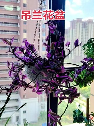 #花盆#爱生活爱养花 #一花一草一世界