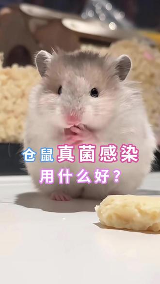 仓鼠真菌感染用什么好?