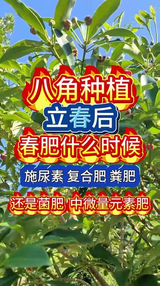 立春后 春肥什么时候施 用尿素 复合肥 粪肥 中微量元素 #八角种植 #八角 #八角高产 #八角高产种植 #三农种植