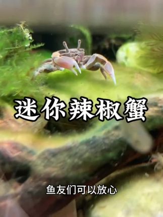 迷你辣椒蟹 #迷你辣椒蟹 #养鱼日记 #观赏鱼#新手养鱼 #辣椒蟹