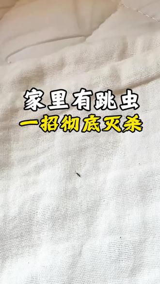 床上看见小黑虫那就是跳虫 如何彻底消灭跳虫#跳虫消杀#跳虫怎么滋生#床上会跳的虫子#跳虫杀虫剂#床上怎么会有跳虫