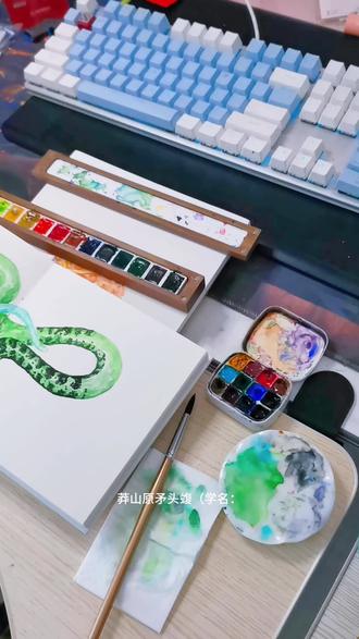 莽山原矛头蝮(学名:Protobothrops mangshanensis)旧称莽山烙铁头蛇,是蝰科蝮亚科原矛头蝮属的一种中大型头侧具有颊窝的管牙类毒蛇。成体全长可达2米以上。头大,呈三角形,与颈区分明显。吻端钝圆。头被小鳞,平滑无棱。头体背面具草绿色与橄榄绿色相杂形成的迷彩样花纹,尾后半段淡绿色或几近白色。背鳞25-25-17行,除中段最外行平滑外,其余均具棱。莽山原矛头蝮被列入中国《国家重点保护野生动物名录》一级;列入《世界自然保护联盟濒危物种红色名录》——濒危(EN)。由于数量稀少,被誉为“蛇中大熊猫”。#野生动物 #野生动物保护 #国家一级保护动物 #蛇 #科普