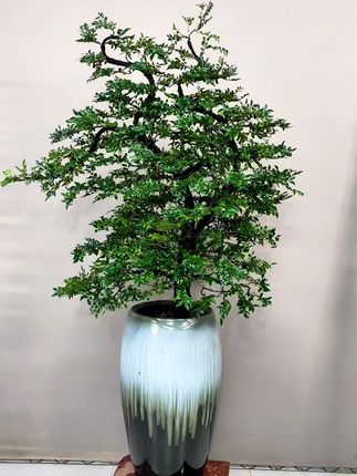 枝繁叶茂的龙抬头树形广东小叶紫檀盆栽#室内绿植盆栽 #办公室绿植 #大盆栽绿植 #花卉绿植盆栽 #客厅办公室摆件