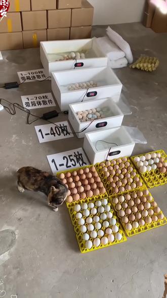 孵化器孵蛋器家用孵化机水床孵化鸡鸭鹅智能自动控温小鸡恒温#孵化器 #家用 #实用好物#好物推荐🔥