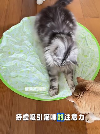 总算是发现了一款猫咪一直玩不腻的玩具了,不规,则运动非常符合猫咪捕猎天性#猫咪好物 #萌宠好物 #猫咪玩具 #猫咪玩具推荐 #逗猫神器