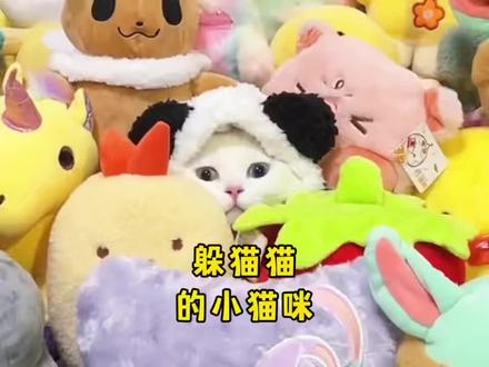 猫到底在哪!!!#猫咪 #躲猫猫 #宠物